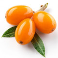 خولان دریا Sea Buckthorn